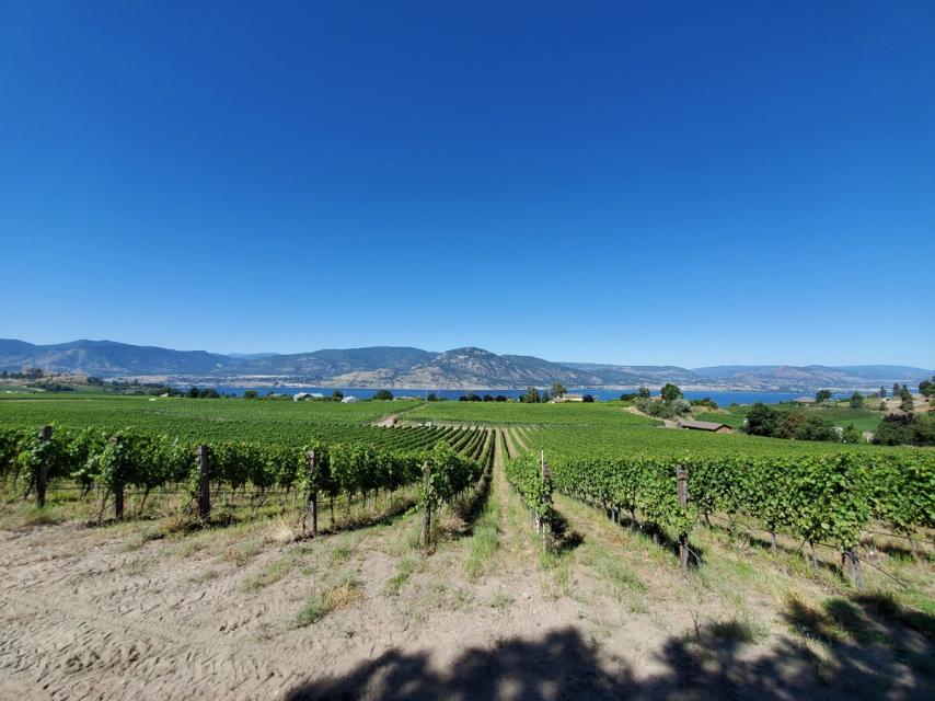 Domaine Roche