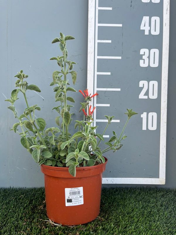 Dicliptera sericea