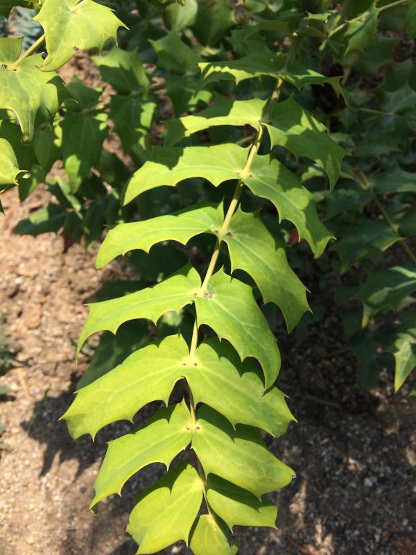 Mahonia x media 'Winter Sun'