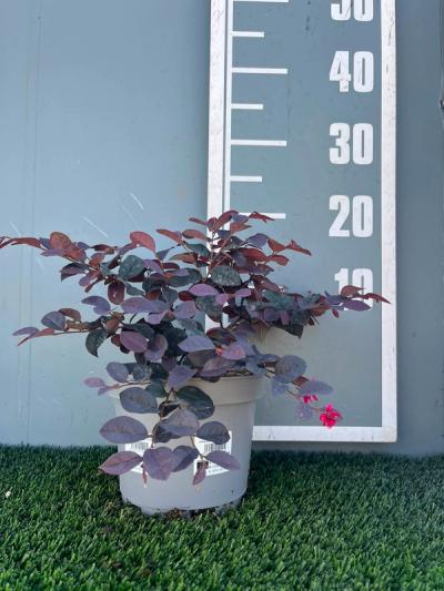 Loropetalum chinese 'Ever Red'