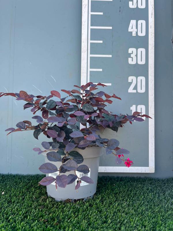 Loropetalum chinese 'Ever Red'