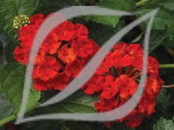 Lantana camara 'Bandana Red' ®