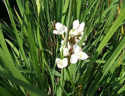 Libertia grandiflora
