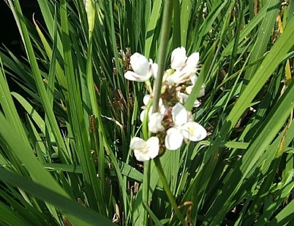 Libertia grandiflora