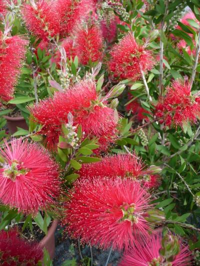 Callistemon laevis
