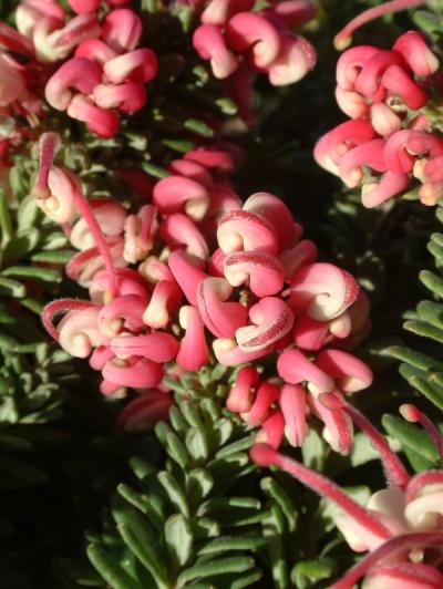 Grevillea lanigera 'Mount Tamboritha'