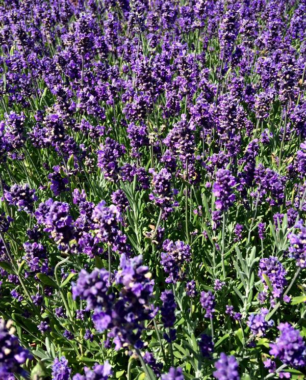 Lavandula angustifolia