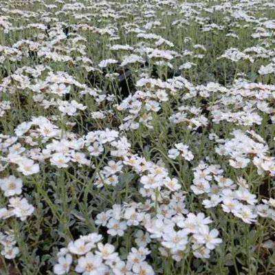 Achillea umbellata