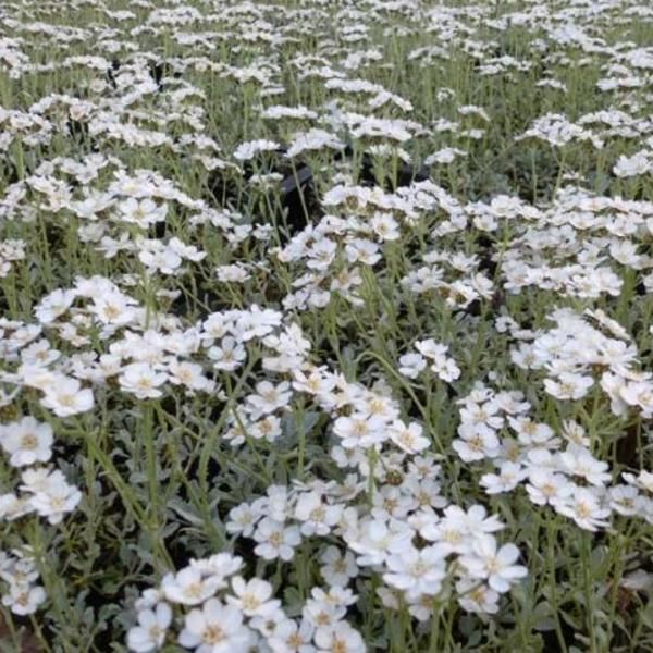 Achillea umbellata