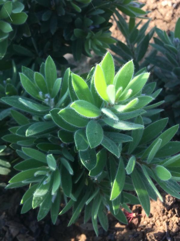 Callistemon 'Better John' ®