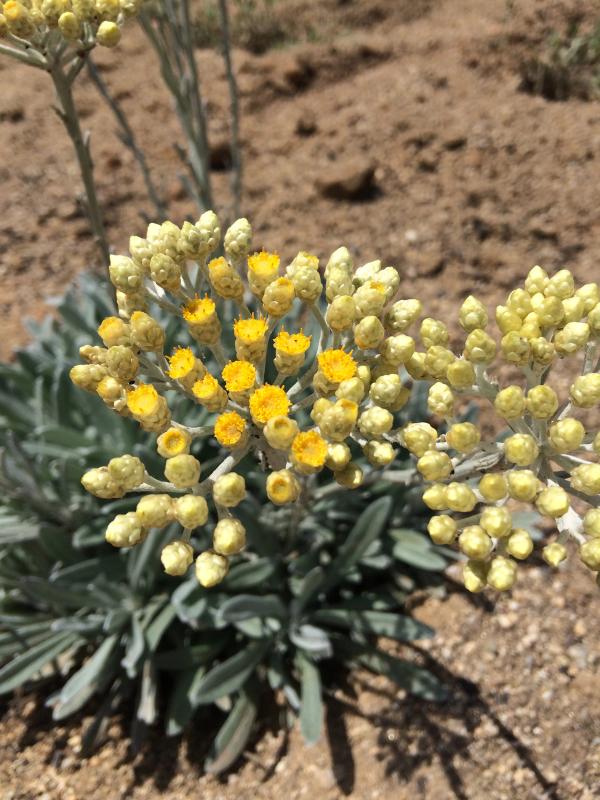 Helichrysum orientale
