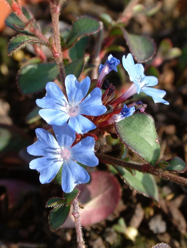 Ceratostigma willmottianum