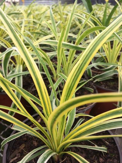 Liriope muscari 'Variegata'