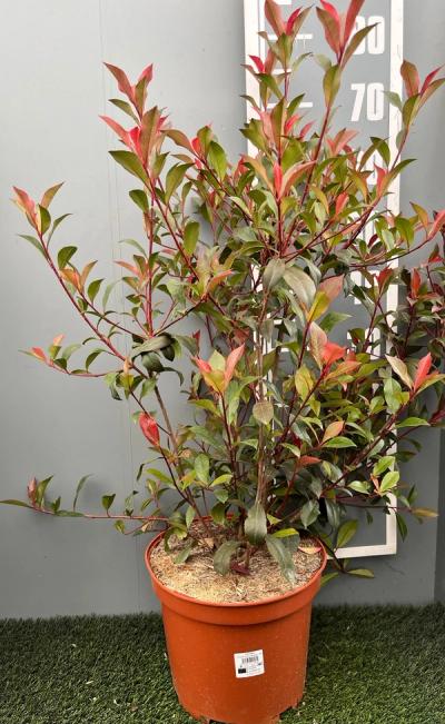 Photinia x fraseri 'Carré Rouge'