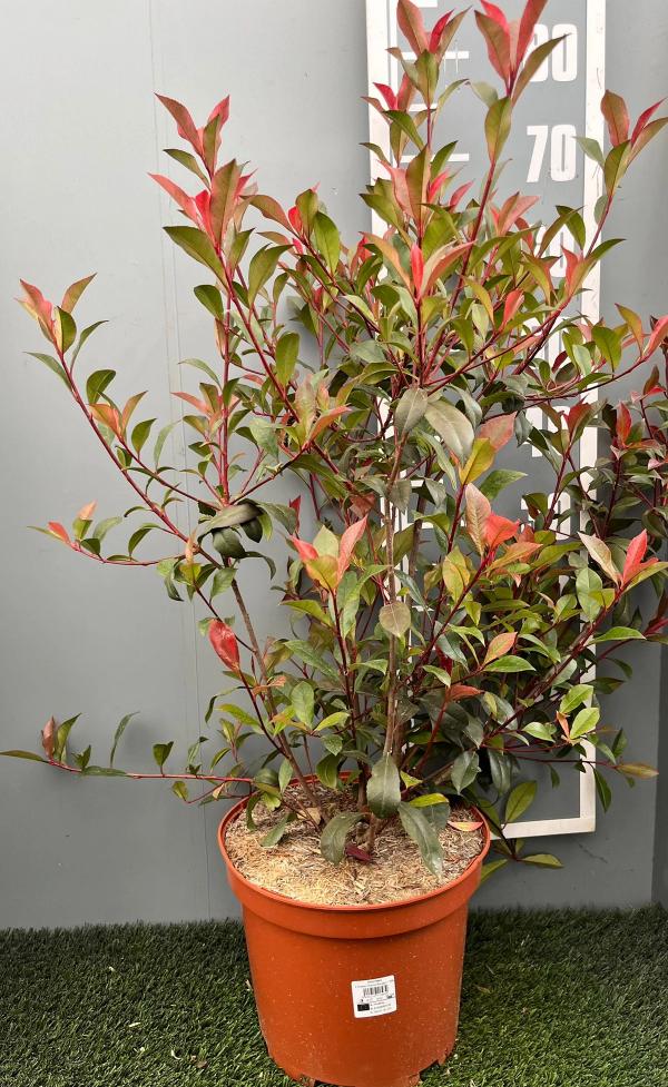 Photinia x fraseri 'Carré Rouge'