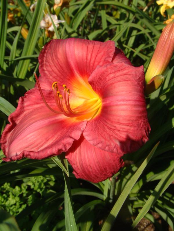 Hemerocallis 'Merry Monarch'