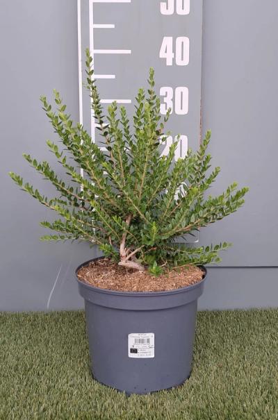 Myrtus communis subsp. tarentina