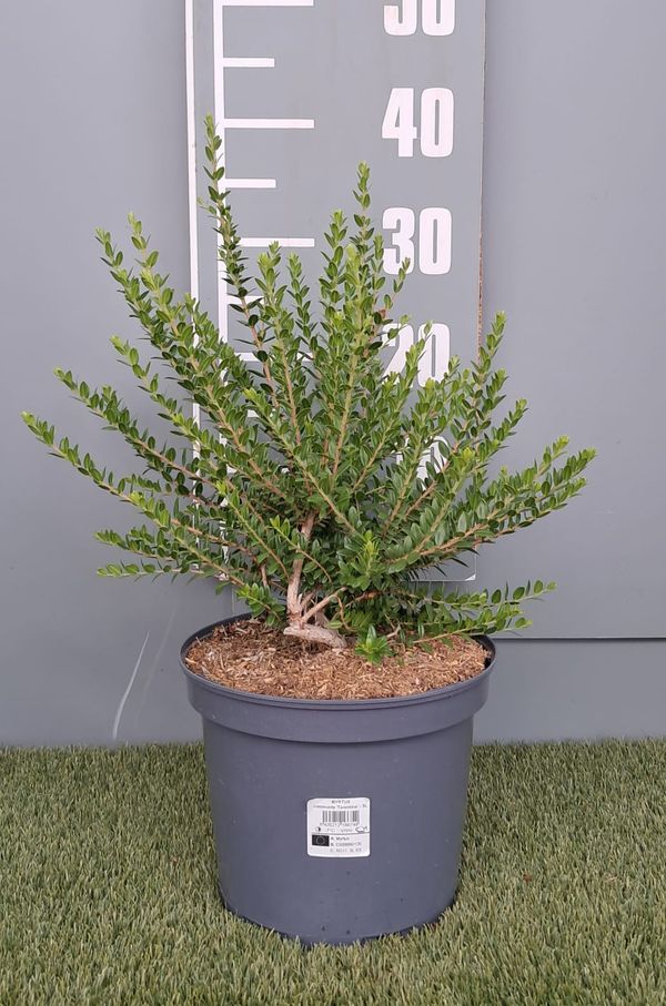 Myrtus communis subsp. tarentina