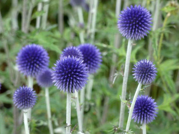 Echinops ritro