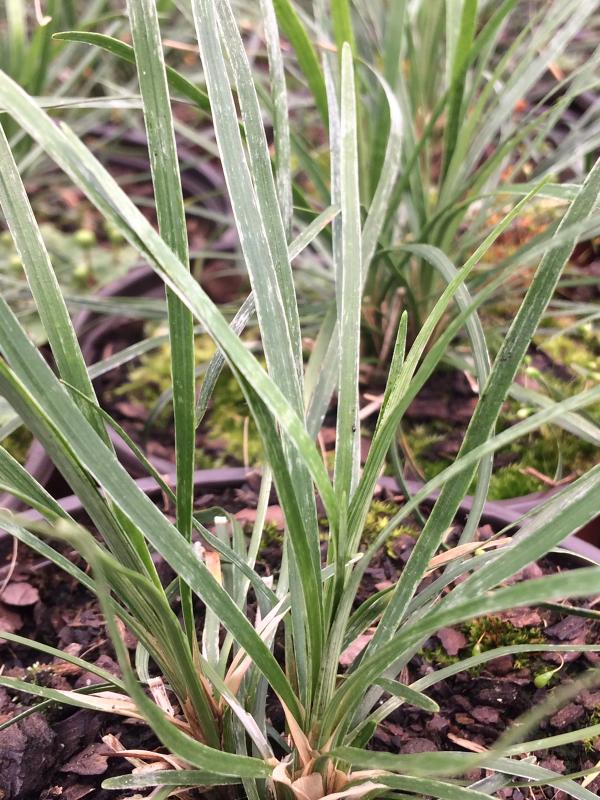 Ophiopogon japonicus