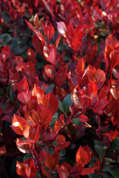 Photinia x fraseri 'Little Red Robin'