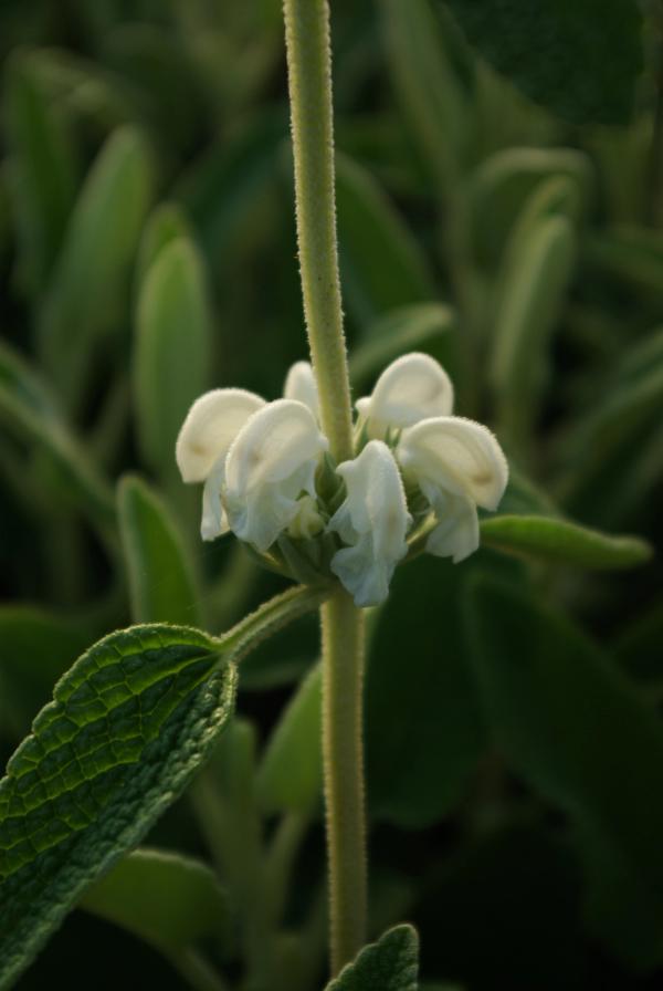 Phlomis purpurea 'Alba'