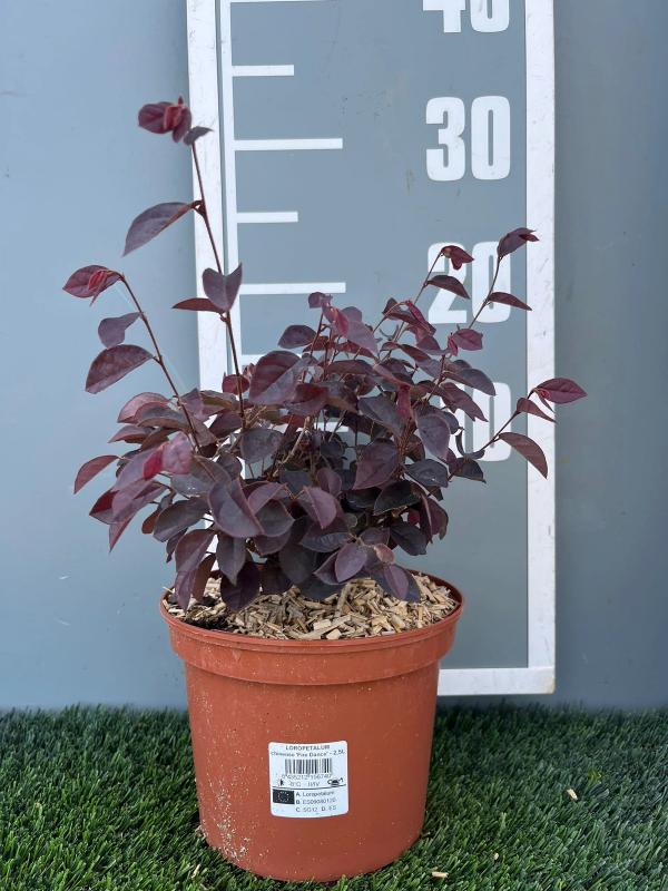 Loropetalum chinese var. rubrum 'Fire Dance'