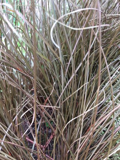 Carex comans 'Milk Chocolate'