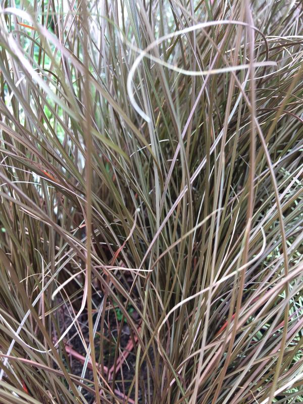 Carex comans 'Milk Chocolate'