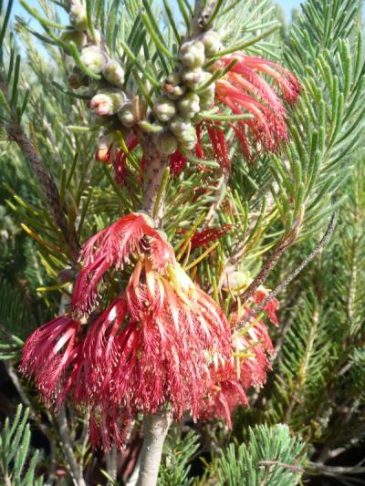 Calothamnus quadrifidus 'Grey'