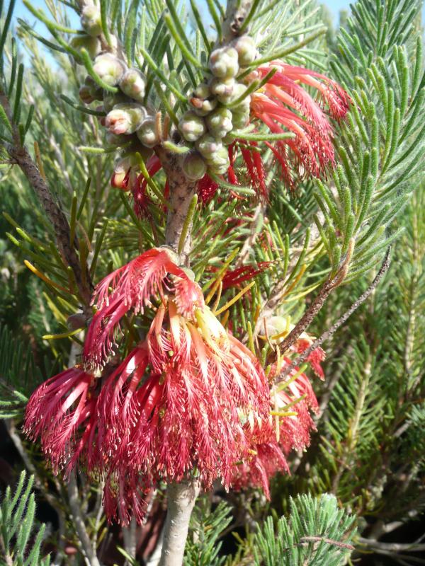 Calothamnus quadrifidus 'Grey'