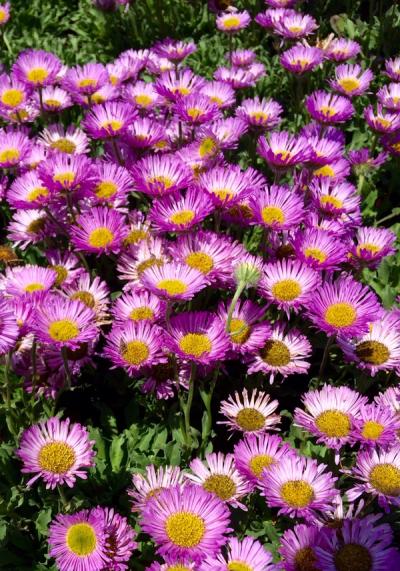 Erigeron glaucus