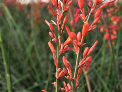 Hesperaloe parviflora 'Rubra'