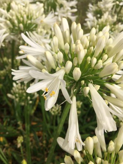 Agapanthus 'White Ice'