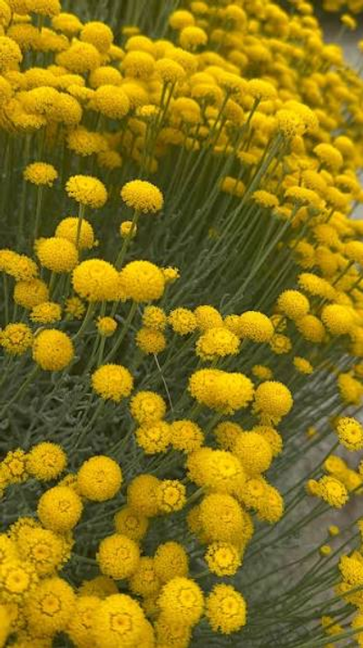 Santolina rosmarinifolia