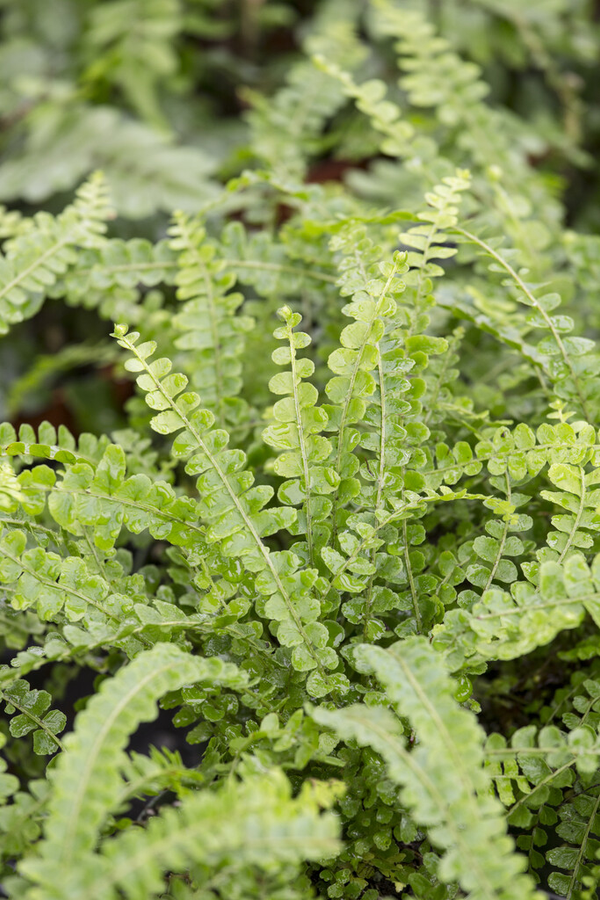 Nephrolepis duffi
