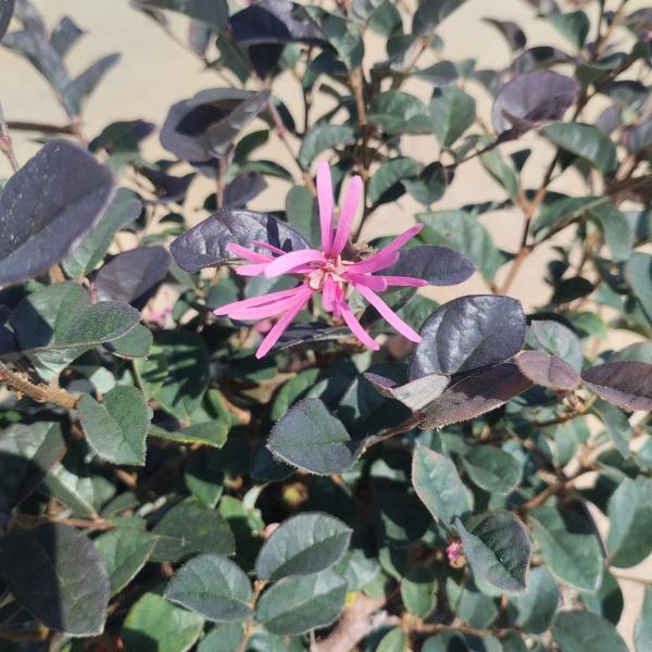 Loropetalum chinense var. rubrum 'Pearl'