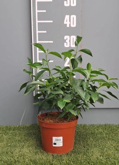 Cornus sanguinea