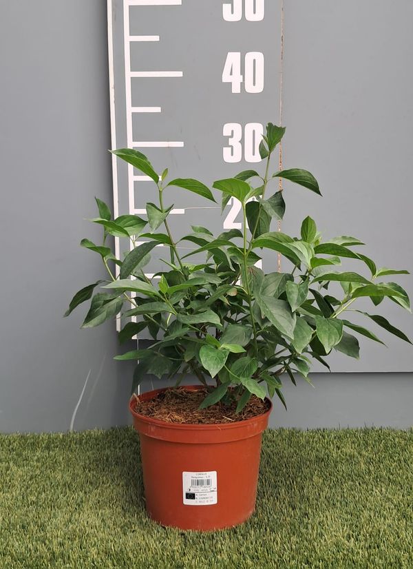 Cornus sanguinea