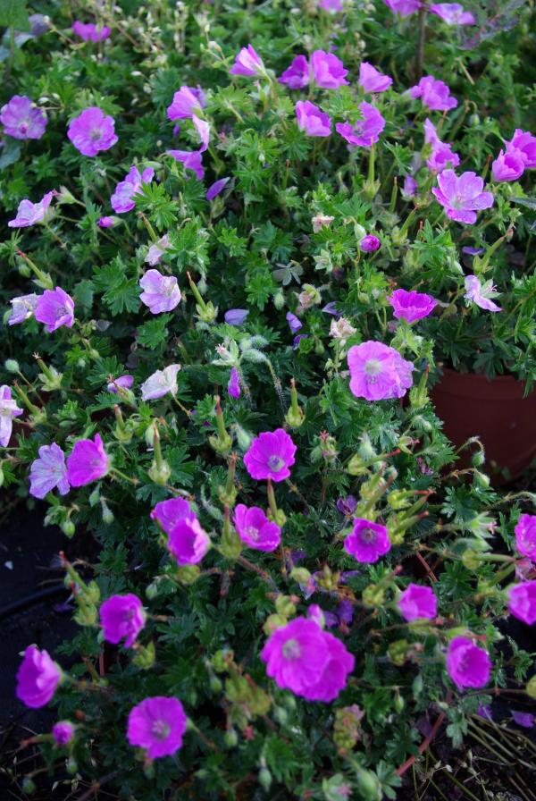 Geranium sanguineum