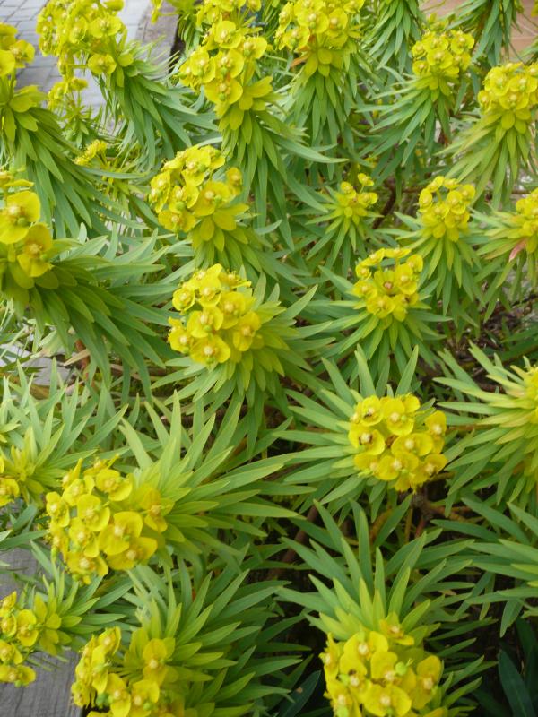 Euphorbia dendroides