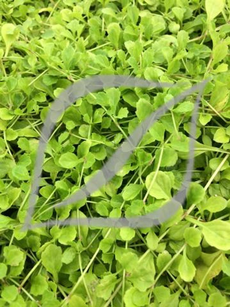 Mazus reptans couvre-sol avec fleurs bleu-lilas