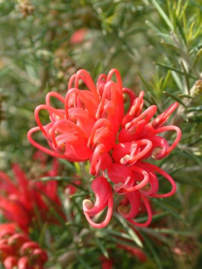 Grevillea rosmarinifolia