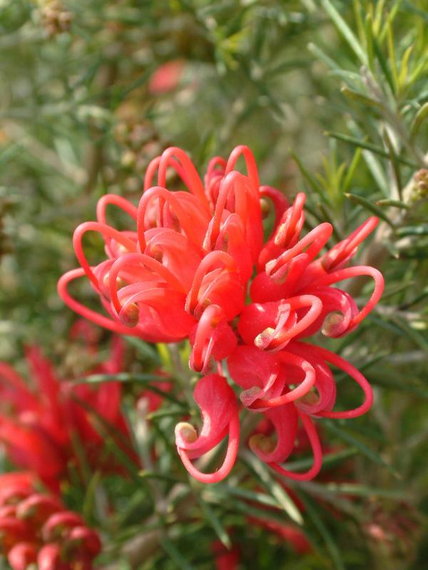 Grevillea rosmarinifolia