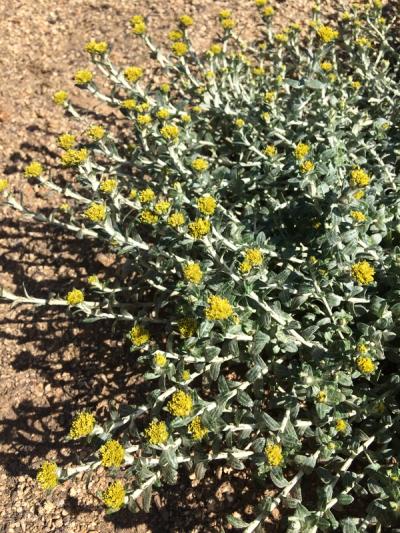 Helichrysum cymosum