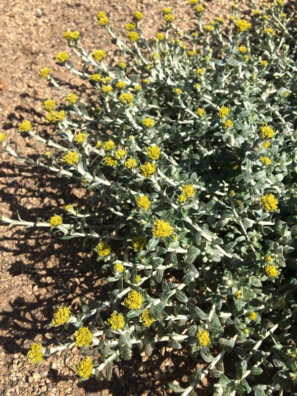 Helichrysum cymosum