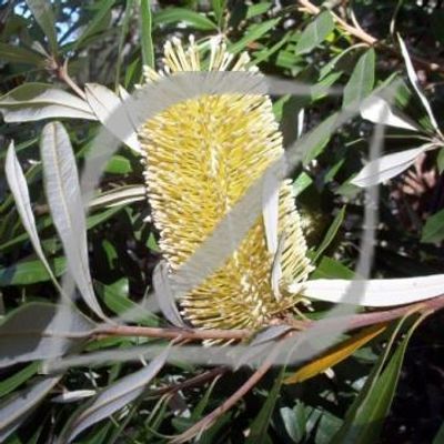 Banksia integrifolia