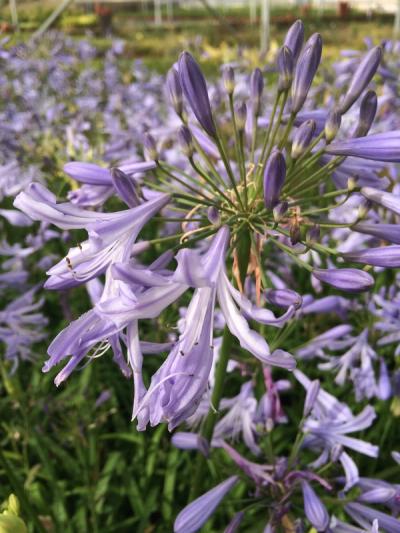 Agapanthus 'Sra. Maria'