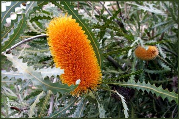 Banksia ashbyi