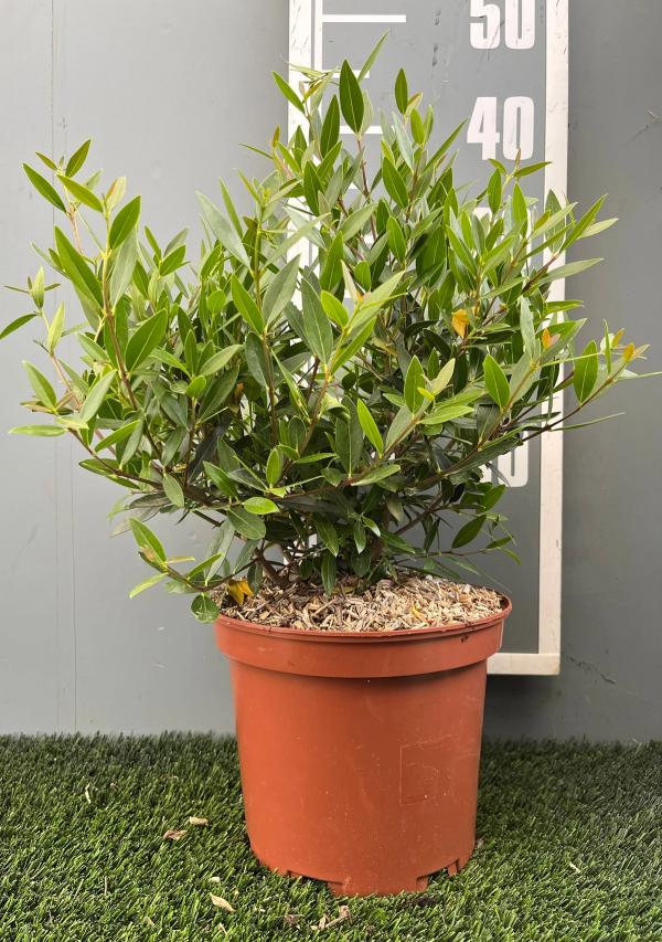 Phillyrea angustifolia 'Green Quick'®